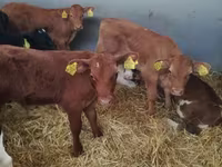 公牛, Limousin cow — 照片 2