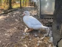 Ducks — 照片 6