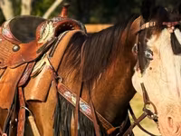 Kobila, American paint horse — fotografija 5