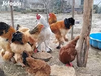 Brahma — foto 1