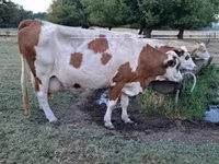 Kuh, Simmental cattle — Foto 1
