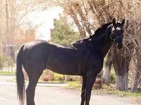 Koń, Thoroughbred horse — zdjęcie 3