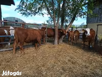 Bovinos (lote, sexo não especificado), Vaca Limousine — foto 8