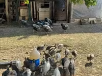 Guinea fowl — zdjęcie 2