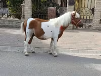 Cavalo, Cavalos — foto 2