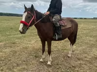 Yegua, Caballos — foto 2