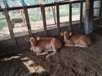 Vaca, Simmental cattle — foto 3