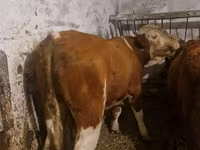 雄牛, Simmental cattle — 写真 2