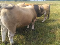 Bik, Aubrac cattle — fotografija 3