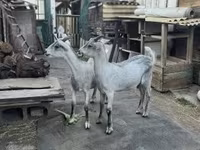 Теке, Nubian Goat — 4-сурет