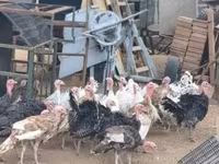 Turkeys — zdjęcie 7