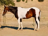 Pastuv, National Show Horse — fotografija 3