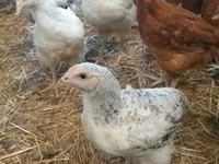 Chickens — 照片 6