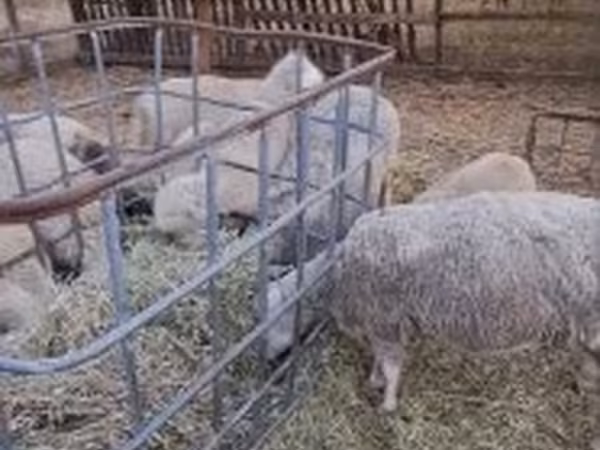 كبش, Cerry Hill sheep