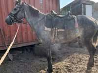 Айғыр, Orlov Trotter — 8-сурет