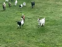 Goat, Dutch Landrace goats — photo 5