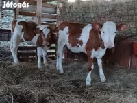 公牛, Limousin cow — 照片 2