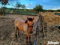 Pastuv, Welsh Cob — fotografija 3