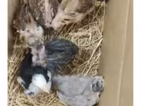 Chickens — الصورة 4