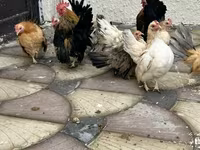 Chickens — photo 3