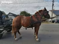 فرس, Hungarian horse breed — الصورة 2