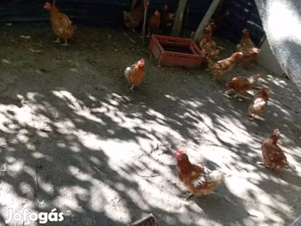 डेनिश हेन