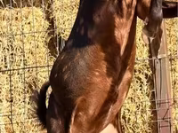 Kozioł, Kamori goats — zdjęcie 2