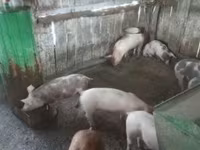母猪, Pigs — 照片 2