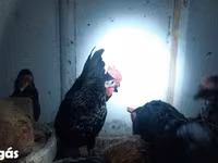 Chickens — Foto 4
