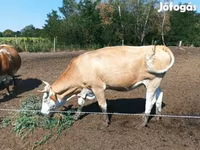 Vache, Simmental cattle — photo 4