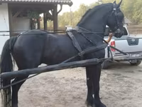 Cavalo, Friesian — foto 1