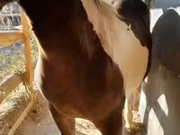 Cavalo, Cavalos — foto 2