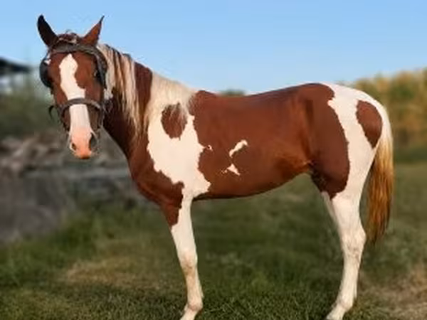 公马, American paint horse