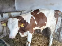 Bulle, Limousin-Kuh — Foto 2