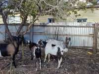 Koza, Kamori goats — fotografija 3