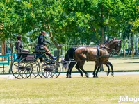 Horse (M), Hungarian horse breed — photo 7