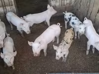 Säue, Schweine — Foto 2