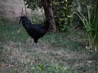 Australorp — Foto 3