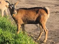 Koza, Alpine goat — fotografija 6