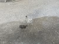 Chickens — fotografija 3