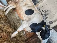 Krava, Russian Black pied cattle — fotografija 1