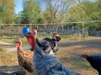 Turkeys — fotografija 2