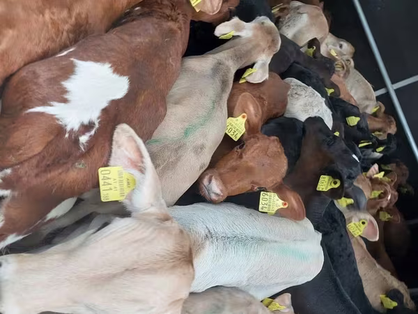 Bovinos (lote, sexo não especificado), Simmental cattle