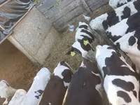 Toro, Russian Black pied cattle — foto 1