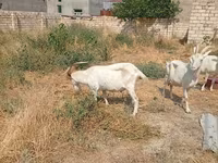 Koza, Saanen goat — fotografija 7