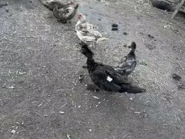 Ducks