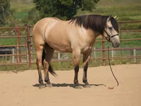 Horse (M), Horses — photo 1
