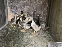 Ducks — photo 3