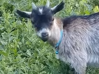 母山羊, Goats — 照片 2