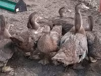 Ducks — foto 7